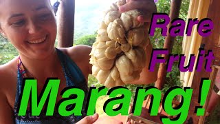 Trying Marang (aka Tarap) || Rare Tropical Fruit!