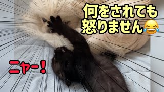 子猫に何をされても怒らない犬【ペキニーズと黒猫】