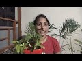 lucky bamboo plant care tips लकीबांबू कटिंग पाण्यात व कुंडीत लावण्याची बेस्ट मेथड ग्रोथ टिप्स kokan