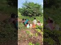 வாங்க எல்லாரும் கடலை சாப்பிட naturelovers naturecomedy