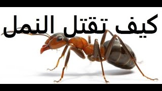 ماهى حشرة النمل ووصفات لقضاء عليها   Ants حلقة 209