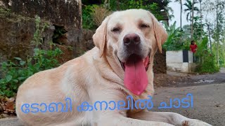 labrador puppies are Always loved to play in water | വെള്ളം കളി | ടോബി കുട്ടൻ 👻