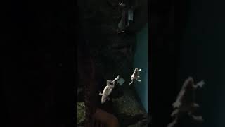 【水族館】泳ぐカエル可愛い🐸 #shorts