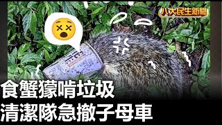 食蟹獴啃垃圾 清潔隊急撤子母車 |【民生八方事】| 2023050210 @gtvnews27