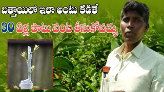 E107 | బత్తాయిలో 30 ఏళ్ల వరకు పంట తీసుకోవాలంటే ఏం చేయాలి | Grafting in citrus trees | @GramaBazaar