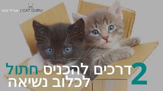 מעבר דירה עם חתול -  איך להכניס חתול לכלוב נשיאה