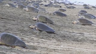 大規模麗龜繁殖季 壯觀墨西哥海灘產卵【大千世界】野生海龜｜動物保護