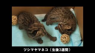 京都市動物園　動物の誕生編