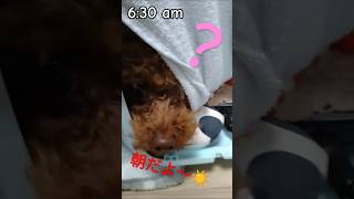 冬の朝は二度寝しか勝たん🥶🐩トイプードルのベルちゃんです🐾寒がりなんです🥶