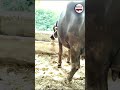 भैस  #shorts #ytshorts #buffalo #dairyfarm