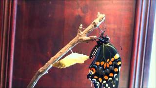 Black Swallowtail Butterfly Emerging (Time-Lapse)