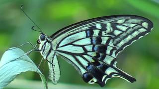 Asian Swallowtail Butterfly @ Honouliuli Gulch