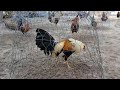 លក់មាន់ជល់ល្អៗ best rooster