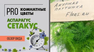 Аспарагус Сетакус - ажурное чудо | Неприхотливое комнатное растение для дома и офиса. Как ухаживать.