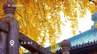 The best viewing period for Ginkgo biloba in Xuanwu Lake, Nanjing, China.💛满目金黄🍂南京玄武湖银杏已到最佳观赏期🤩