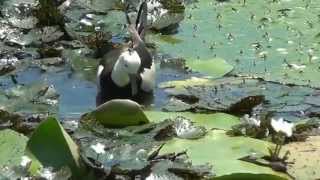 2013.6.1-台南官田水雉生態園區-水雉-精選90秒