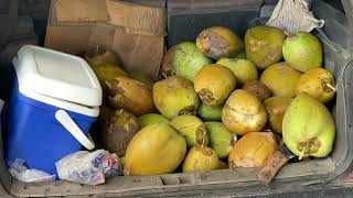 Roadside Coconut Water with Ray Sosúa Dominican Republic