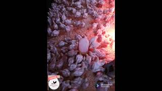 How to minimize mortality during brooding phase of your broilers? #WeFarming