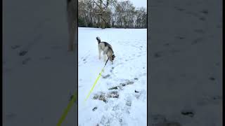 Loki the Giant Malamute’s first time in snow! ❤️