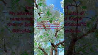 SongofSolomon1:14నాకు నా ప్రియుడు ఏన్గెదీ ద్రాక్షావనములోని కర్పూరపు పూగుత్తులతో సమానుడు.#jesus#love