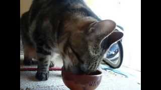 ササミ好きな猫　Cat likes chicken tenderloin