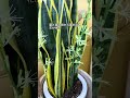 サンスベリアのお花、見たことある？咲かせるコツは？ sansevieria flower shorts サンスベリア サンセベリア 花 観葉植物 多肉植物 育て方 cactus