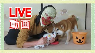 【柴犬ライブ動画　その110】ハロウィーンライブ