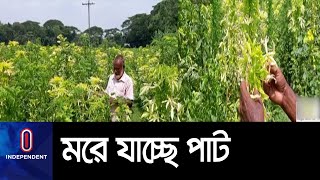 কিশোরগঞ্জে অজানা রোগে আক্রান্ত কয়েক হাজার হেক্টর জমির পাট ।। Kishorgonj Jute