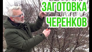 Правила заготовки и хранения черенков для прививок / Игорь Билевич