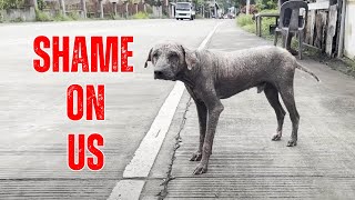 The Plight Of Animals In The Philippines - Shame On Us!