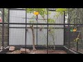 aviary overview malayalam birds aviary pleasure in leisure love birds flight cages flying cages