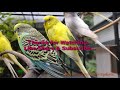 aviary overview malayalam birds aviary pleasure in leisure love birds flight cages flying cages