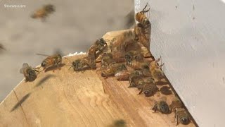 The drama behind a bee colony is pretty intense