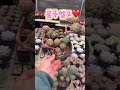 이쁨 가득 민이네다육 블루엘프 묵은둥이 가격은 12 000원❤️ plants succulent cactus 국민다육 민이네다육 010 6863 0625