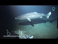 pacific sleeper shark