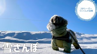 [2才シーズー]冬だいすきシーズーの雪さんぽ🐾