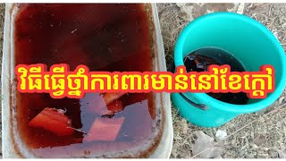 How to Prevent Chicken in the Hot Month វិធីធ្វើថ្នាំការពារមាន់នៅខែក្ដៅ