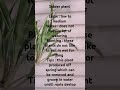 spider plant / spider plant repotting #spider plant #repotting #shorts#youtube shorts #plants