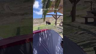 Bison Encounter While Camping! 🦬🏝️ #camping #Bison #tentcamping #island #hiking #backpacking #rei