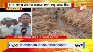 Minister Gokulananda Mallick Inspects Paddy Fields Amidst Heavy Rain Impacting Farmers