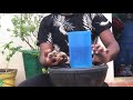 கடலை புண்ணாக்கு கரைசல் தயாரிப்பது எப்படி ground nut cake fertilizer preparation in tamil