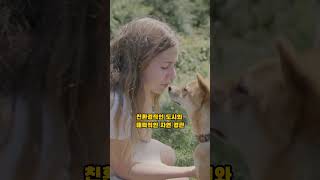 평화로운 나라로 인정받은 국가 top 10 #세계평화지수