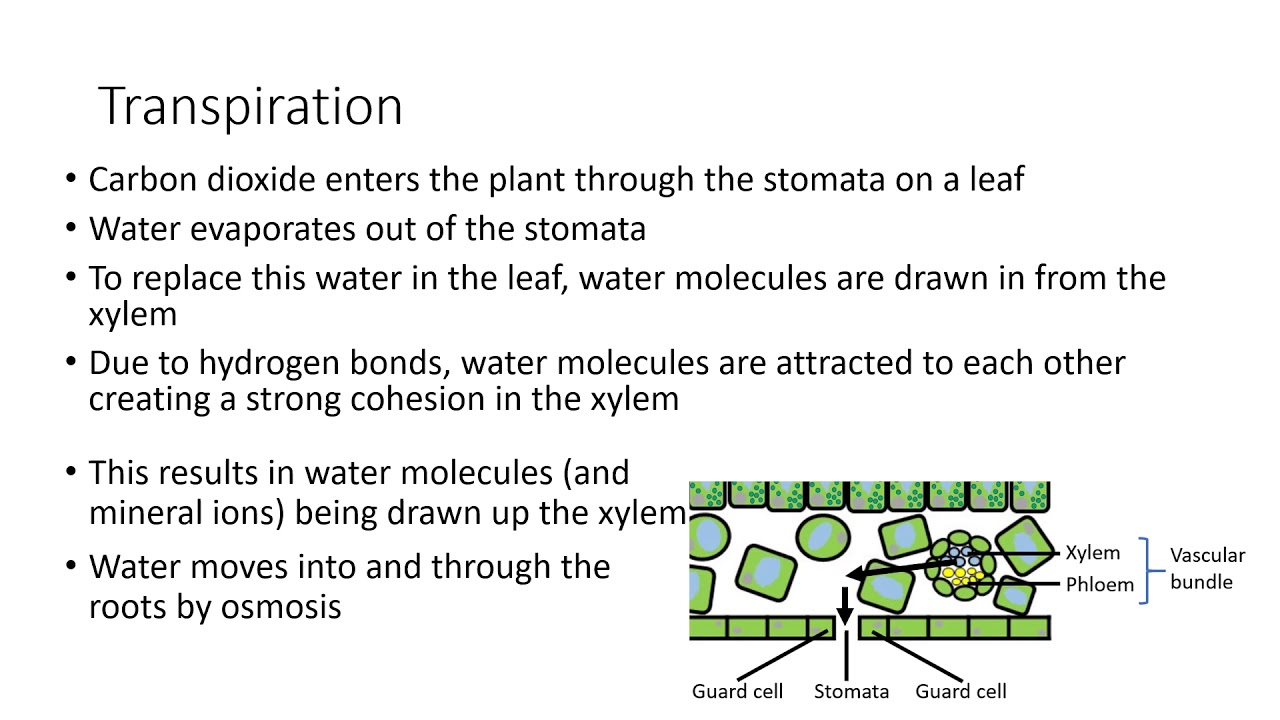 GCSE Biology Transport In Plants - YouTube