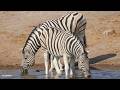 LIVE at the waterhole - 31 May 2026