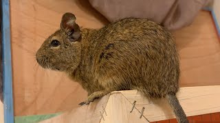 Degu (Octodon degus)