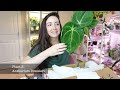 unbox my first import with me root greenhaus plant unboxing series 1 3