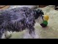 dietz the schnauzer s new bob a lot toy