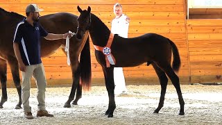 ISF Developing Dressage Horse: Valour ISF (Kaiman x Sir Sinclair) at his 2025 KWPN-NA keuring