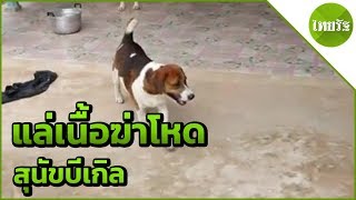 ร้องWDT บีเกิลถูกแล่เนื้อฆ่าโหด | 11-05-62 | ข่าวเช้าไทยรัฐ เสาร์-อาทิตย์