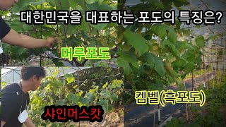 대한민국을 대표하는 #포도 (#켐벨 , #머루포도  ,  #샤인머스캇)의 특성은? #아사포사환 #시골남자 #시골생활